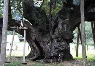 岐阜県本巣市根尾谷・淡墨公園淡墨桜